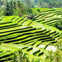 Bali Rice Paddies